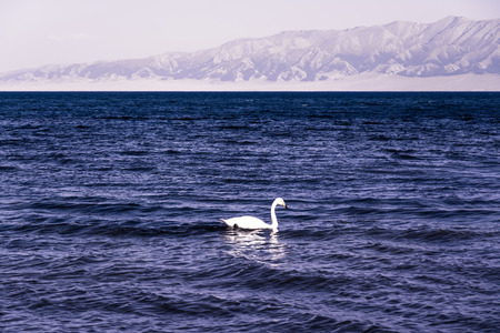 Lake with swansの写真素材