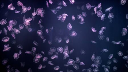 Lazy purple jellyfish