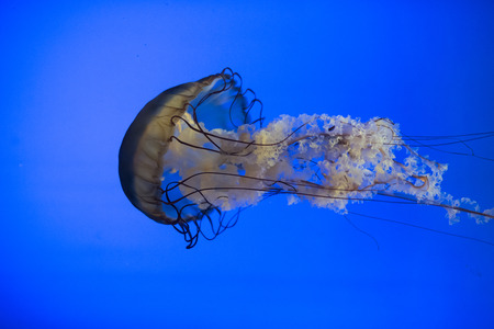 Swimming jellyfish