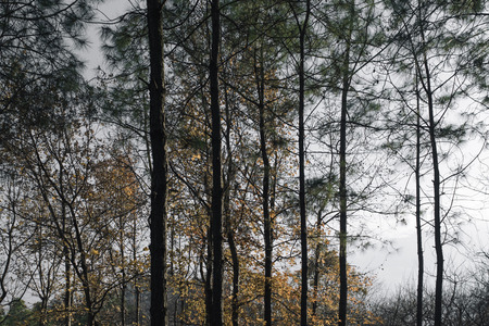 Autumn treesの写真素材