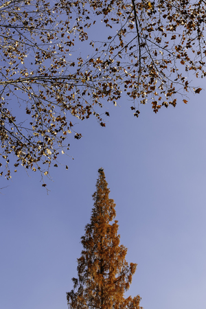 Autumn trees and leavesの写真素材