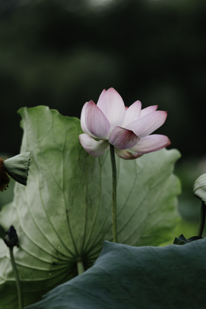 Blooming lotusの写真素材