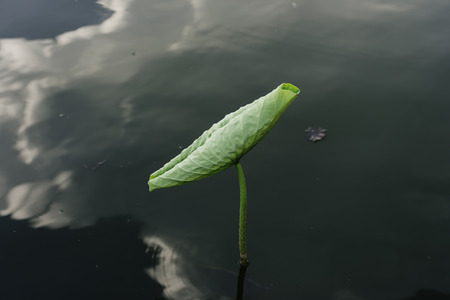 Lotus leaf in the West Lakeの写真素材