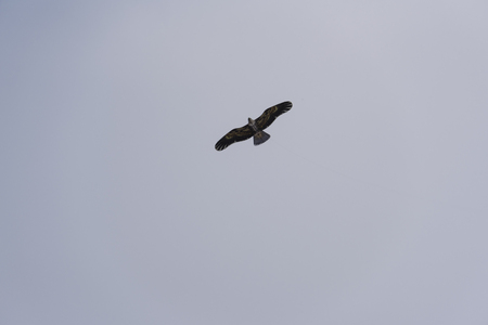 Eagle-shaped kiteの写真素材