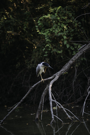 bird resting on tree branchの写真素材