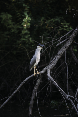 bird resting on tree branchの写真素材