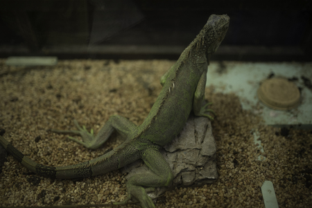 chameleonの写真素材