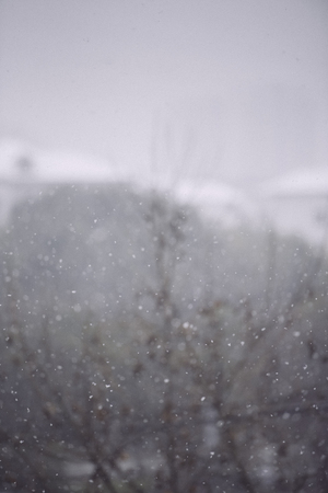 Snowy treesの写真素材