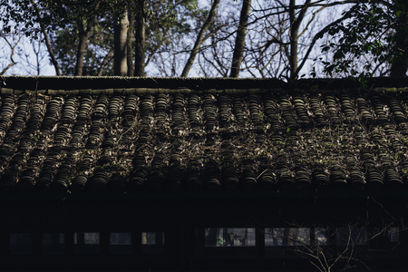 Roof and trees