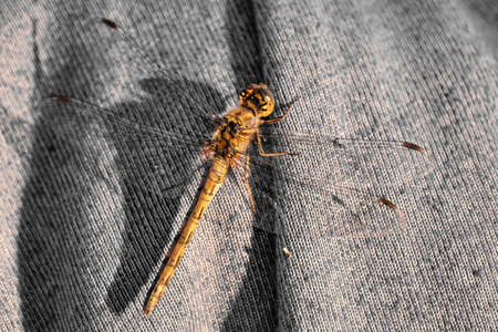 Dragonfly Emergency Landing