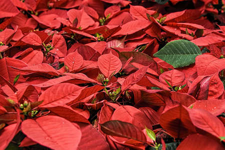 Poinsettia tree (Euphorbia pulcherrima), a plant species cultivated for Christmas floral displays and deco. Christmas Eve flower with bright red and yellow flowersの写真素材