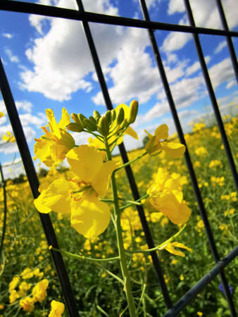 Flowering oilseed rapeの写真素材