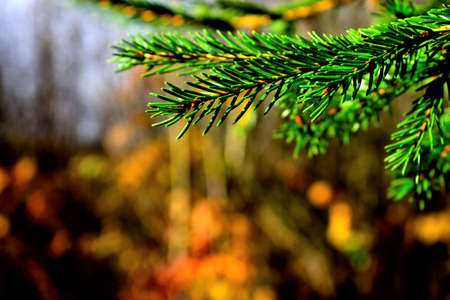 Christmas tree branches