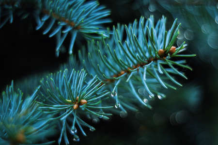 Christmas tree branches