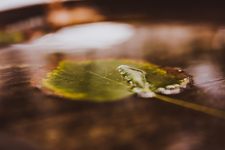 Single leaf on water close up. Autumn. Wooden backgroundの写真素材
