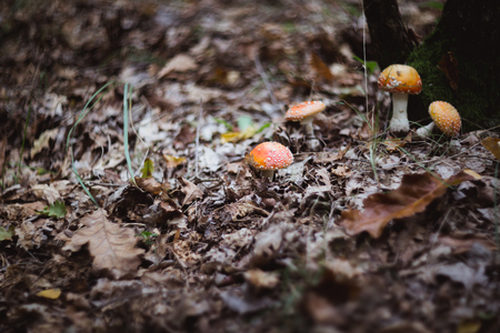 red beautiful mushrooms fly agaric growing in the forest close-upの写真素材