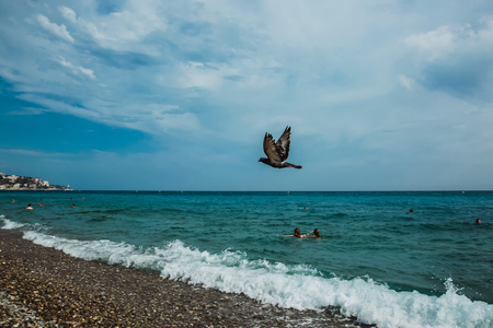 People enjoying sunny weather on the beach of Mediterranean sea Nice, France, Europe. The bird flies over the seaの写真素材