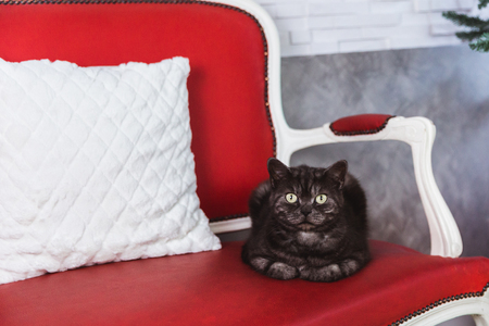 British breed cat smoky-gray colorlies on a red sofa. Close-upの写真素材