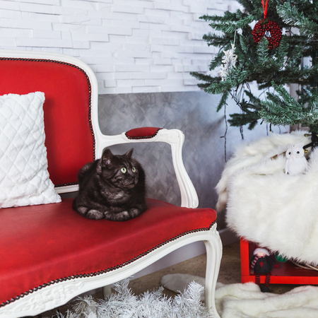 British breed cat smoky-gray colorlies on a red sofaの写真素材