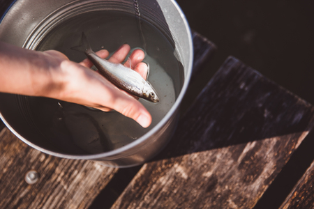 A fish in a silver bucket in hand. summerの写真素材