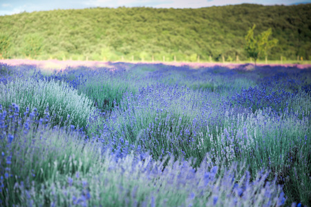 Lavender flowers on field in summer time in Hungaryの写真素材