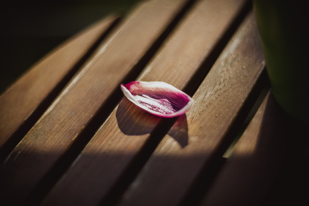 Petal of a pink tulip lies on a wooden table on sun. Close-upの写真素材