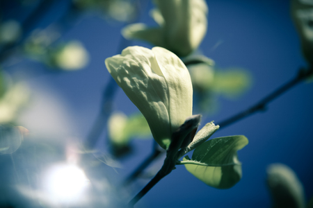 Beautiful close up white magnolia flowers. Blooming magnolia tree in the spring. Selective focus, close-upの写真素材