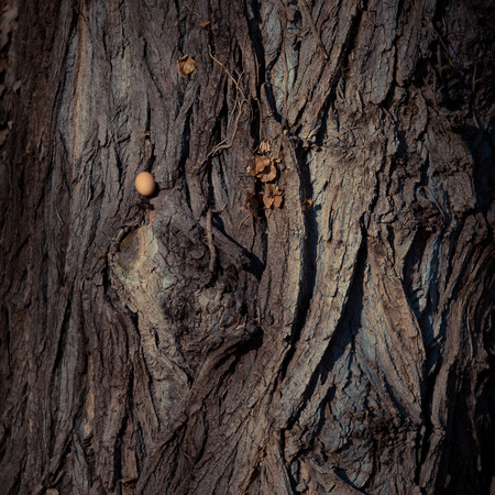 Brown hens egg on a wood. Close-up. Conceptの写真素材