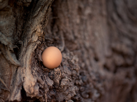 Brown hens egg on a wood. Close-up. Conceptの写真素材