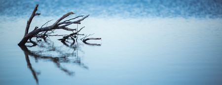 Dry trees submerged in the lake. The branches without leaves are reflected in the calm of the water...