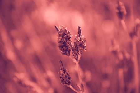 Color of the year 2019 Living Coral. Floral natural pattern of flowers. Popular trend palette for design illustrations, fabrics, fashion, images. Tinted backgroundの写真素材