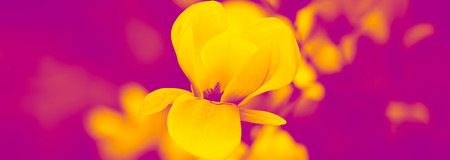 Duotone effect magenta and yellow for toning photos with magnolia flowers. concept