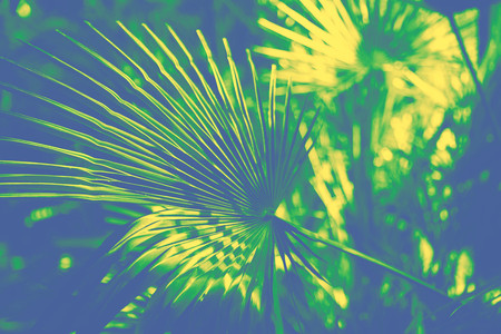 Duotone effect green and yellow for toning photos with flowers. Concept. Popular trend palette for design illustrations, fabrics, fashion, imagesの写真素材
