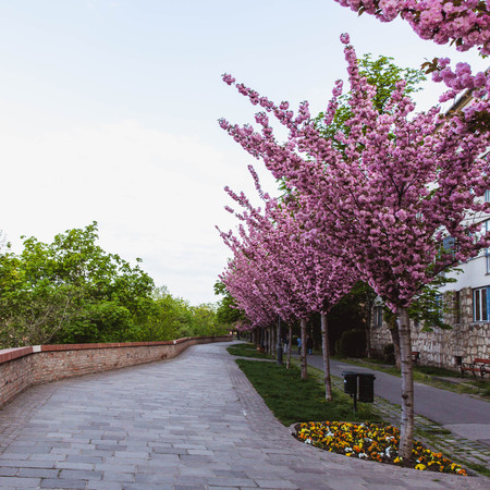 Alley of blossoming plum trees in Buda Castle in Budapest, Hungary. Colorful spring landscapeの写真素材