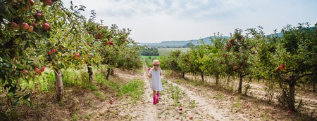The girl in hat walks with sweet apple in the apple orchard. Autumn. Summer. Hungary. Bannerの写真素材