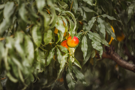 Sweet organic nectarines on tree in big garden. Summer. Autumn. Hungary