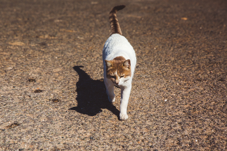 Homeless street red, white and black cat walks on the streets of Cyprusの写真素材