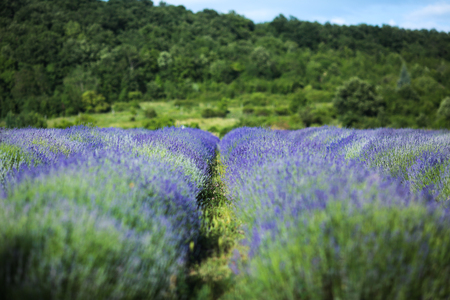 Lavender field in Summer near Tihany, Hungary, Europeの写真素材