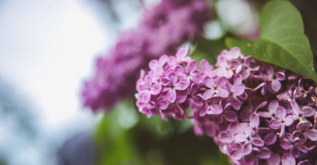 Sweet Lilac on the green background. Sweet Lilac. Lilac flowers. Green branch with spring lilac flowersの写真素材