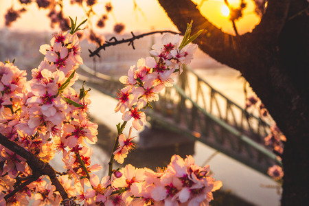 Beautiful Liberty Bridge at sunrise with cherry blossom in Budapest, Hungary, Europe. Spring has arrived to Budapest.の写真素材