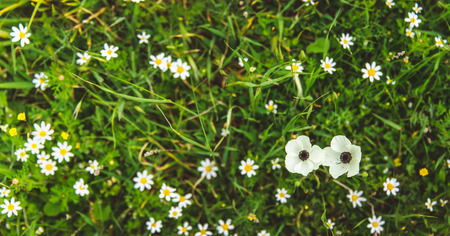 White poppies and daisies on green grass on a sunny day. Top viewの写真素材
