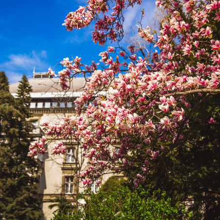 Beautiful pink flower magnolia tree in the Margaret Island - Budapest, Hungary in sunny spring dayの写真素材