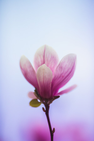 Bloomy magnolia tree with big pink flowers, spring time, close-upの写真素材