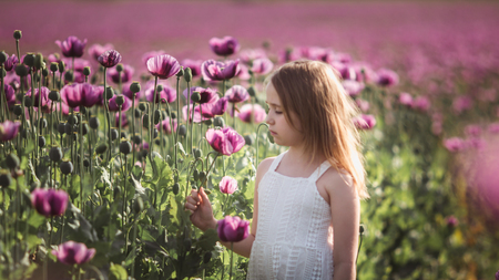 Adorable little girl with long hair in white dress lonely walking in the Lilac Poppy Flowers fieldの写真素材