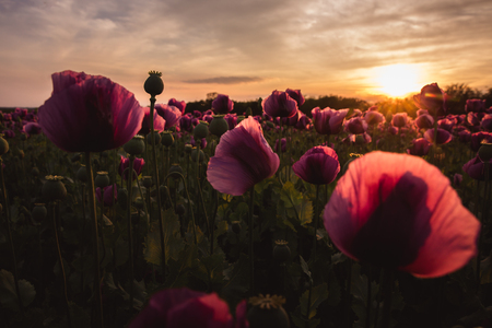 Field of lilac Poppy Flowers on sunset in early Summerの写真素材