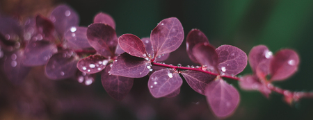 Wet red leaves with raindrops, macro backgroundの写真素材
