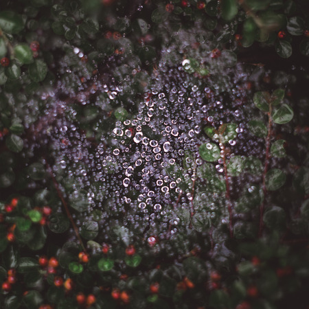 Natural background with spider web in water drops after rain and green leaves with red berriesの写真素材