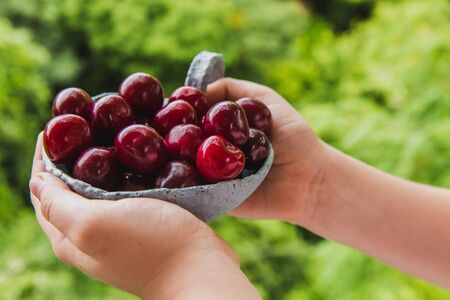 Kids hands with fresh cherries in light blue plate with bright greens background. Summer and harvest conceptの写真素材