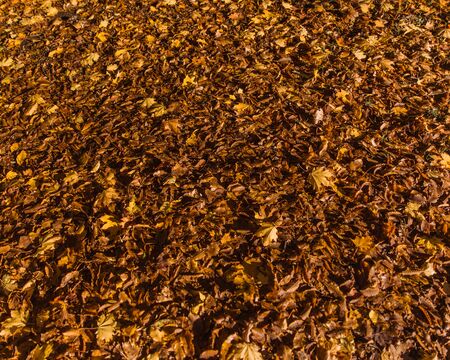 Colorful autumn leaves laying on ground. View from above.の写真素材