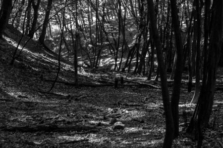 Black and white photo sun beams pour through trees in forestの写真素材